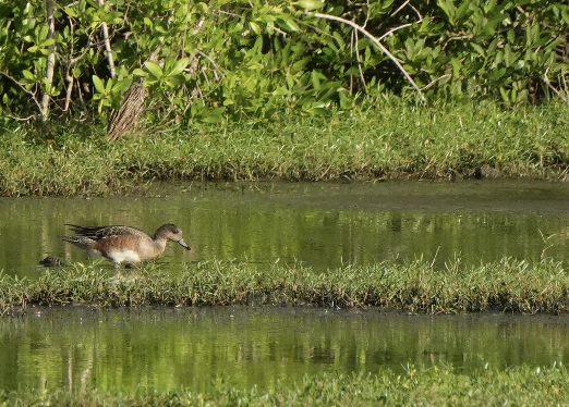Свищ американський - ML646509537
