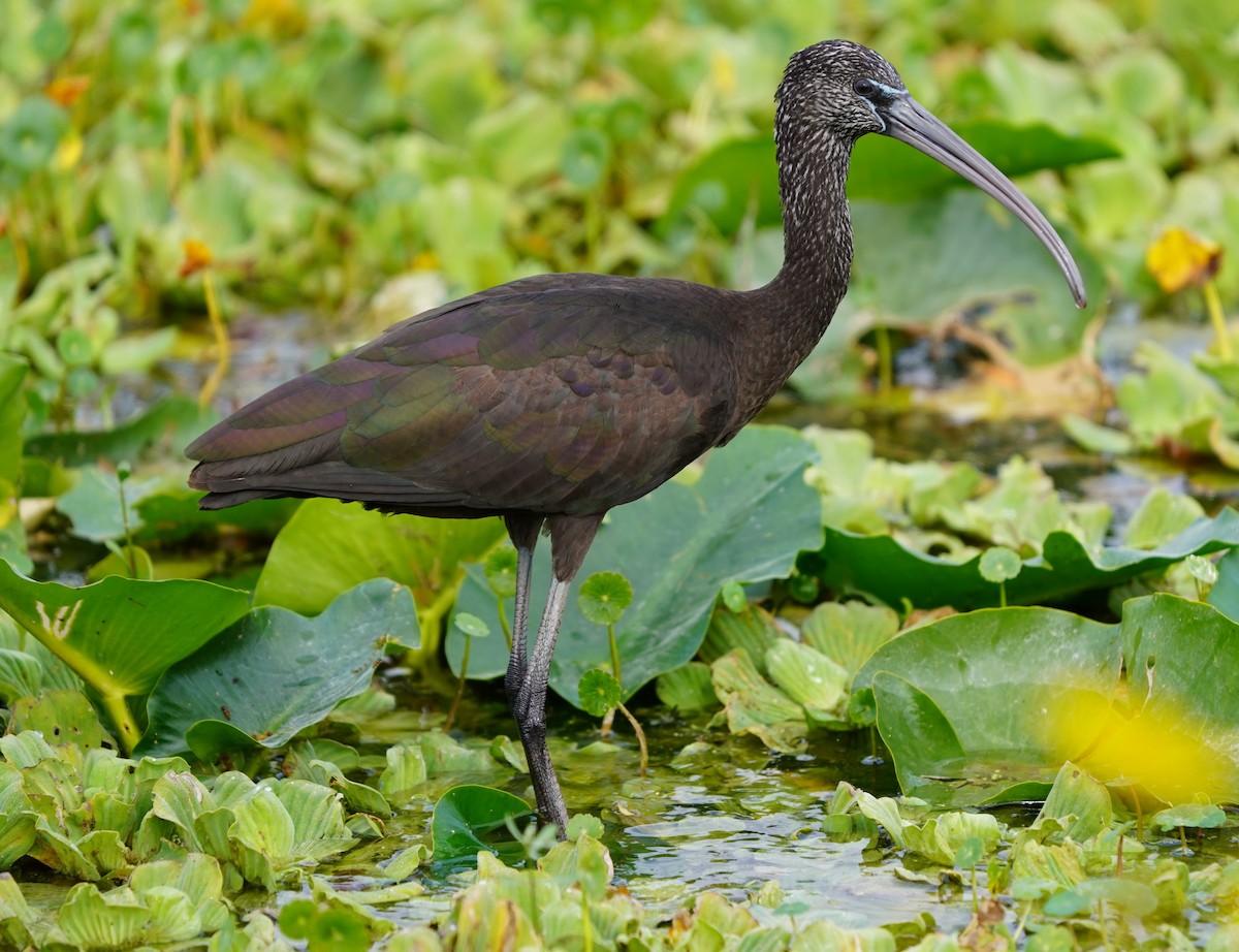Glossy Ibis - ML646509538
