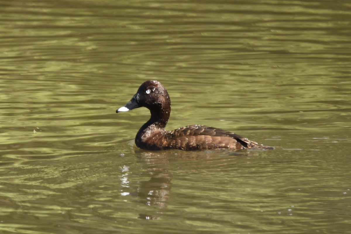 Hardhead - ML646509539