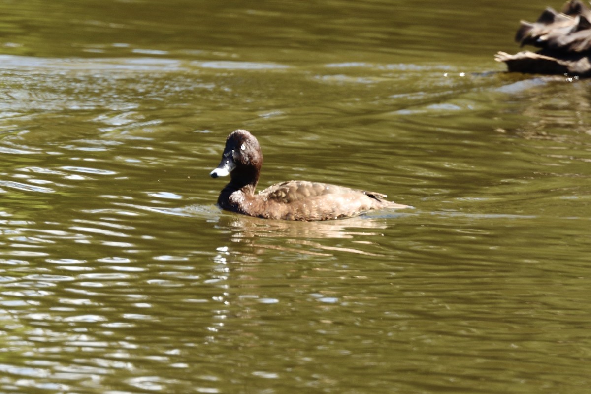 Hardhead - ML646509540