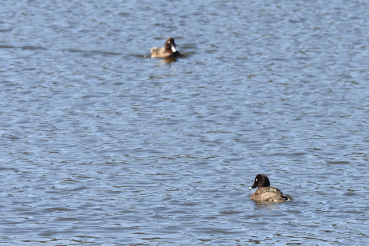 Hardhead - ML646509541