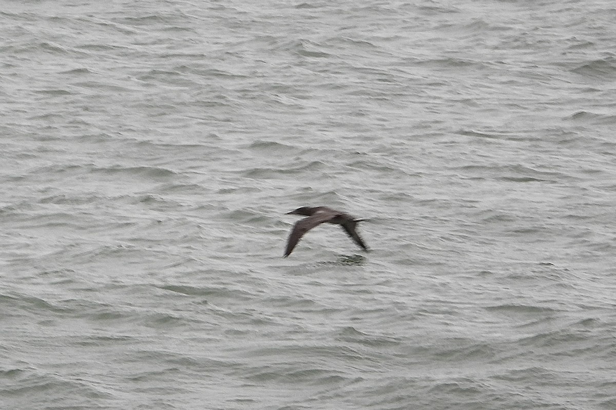 Northern Gannet - ML646509544