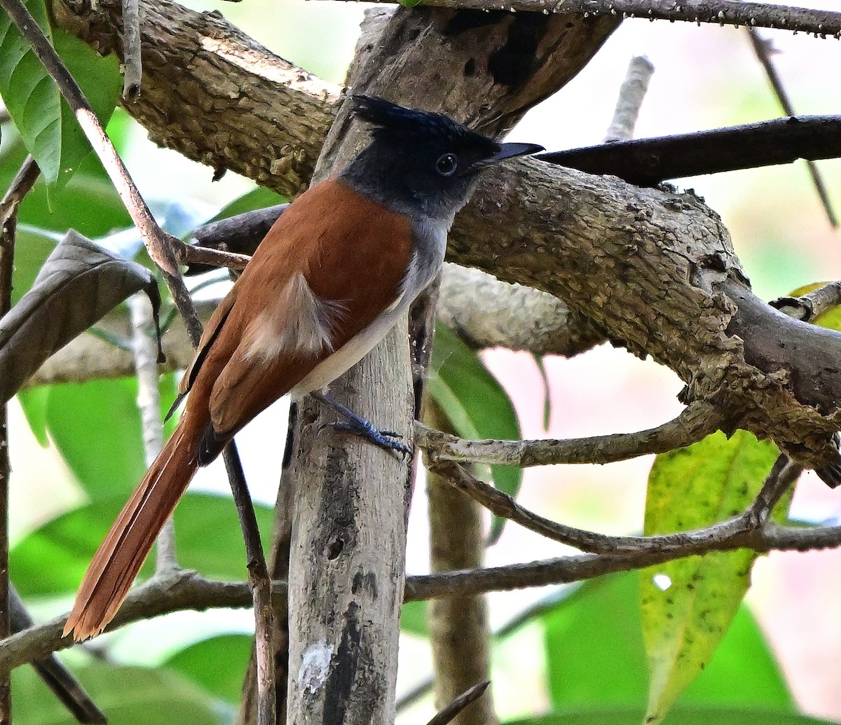 Indian Paradise-Flycatcher - ML646509545