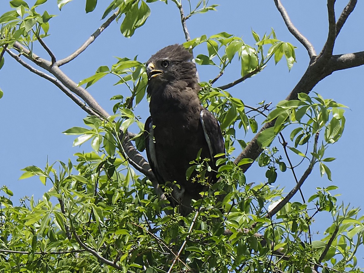 オビチュウヒワシ - ML646509547