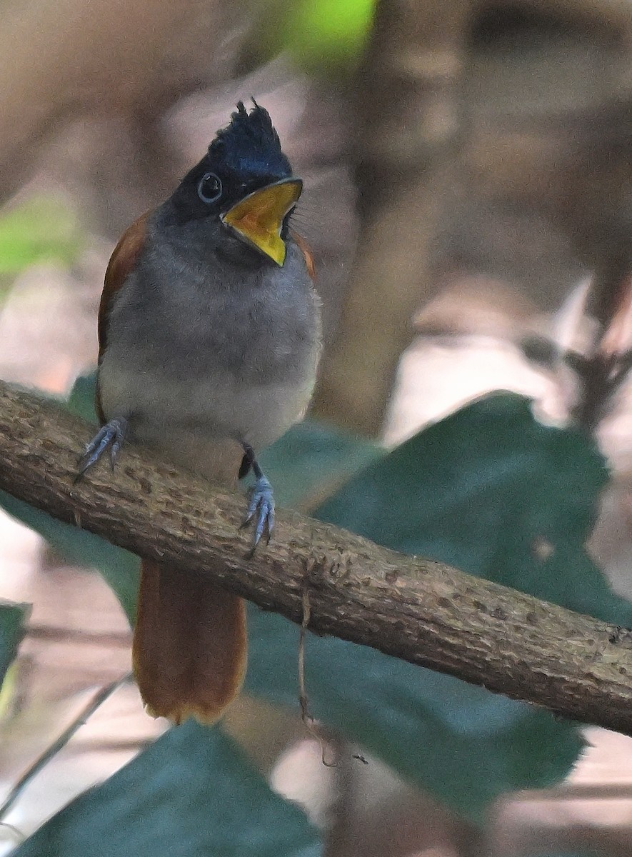 Indian Paradise-Flycatcher - ML646509548