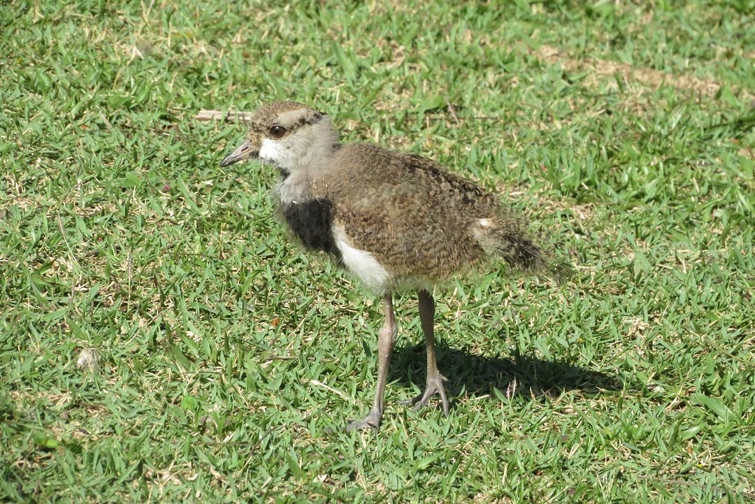 Southern Lapwing - ML646509549