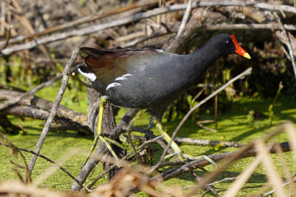 Американская камышница - ML646509550