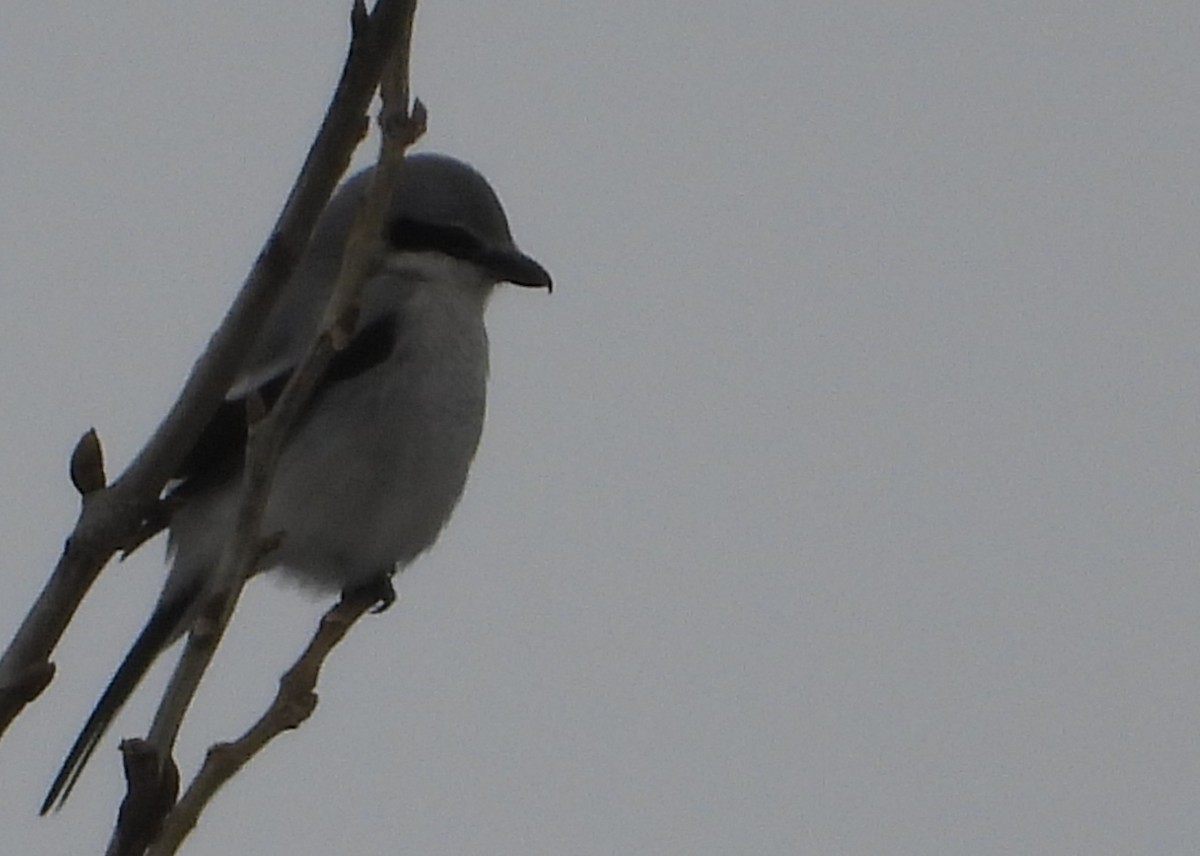 オオモズ - ML646509551