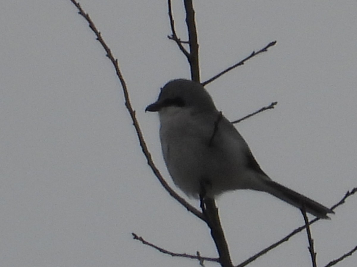 オオモズ - ML646509552