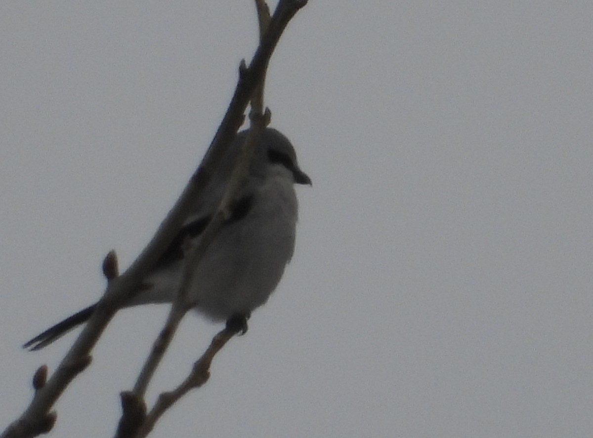 オオモズ - ML646509553