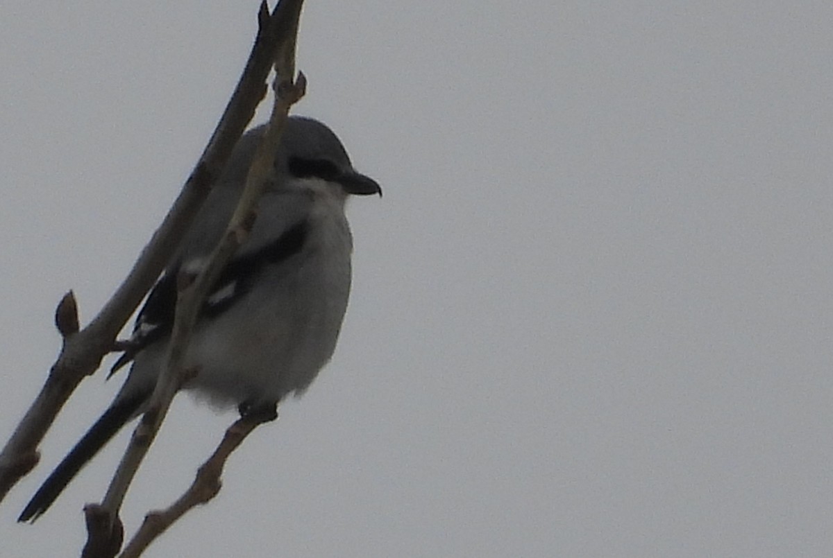 オオモズ - ML646509554