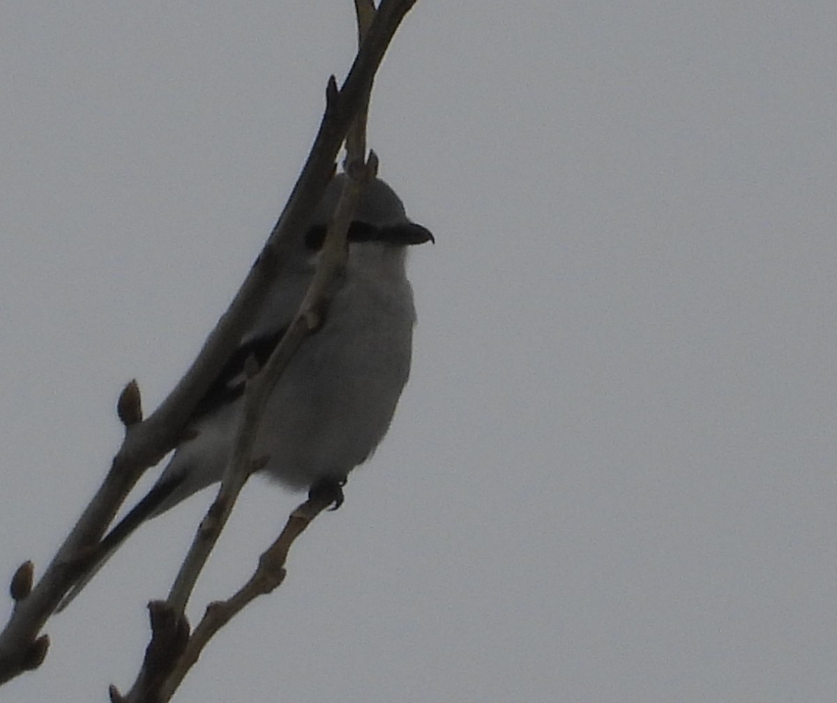 オオモズ - ML646509555