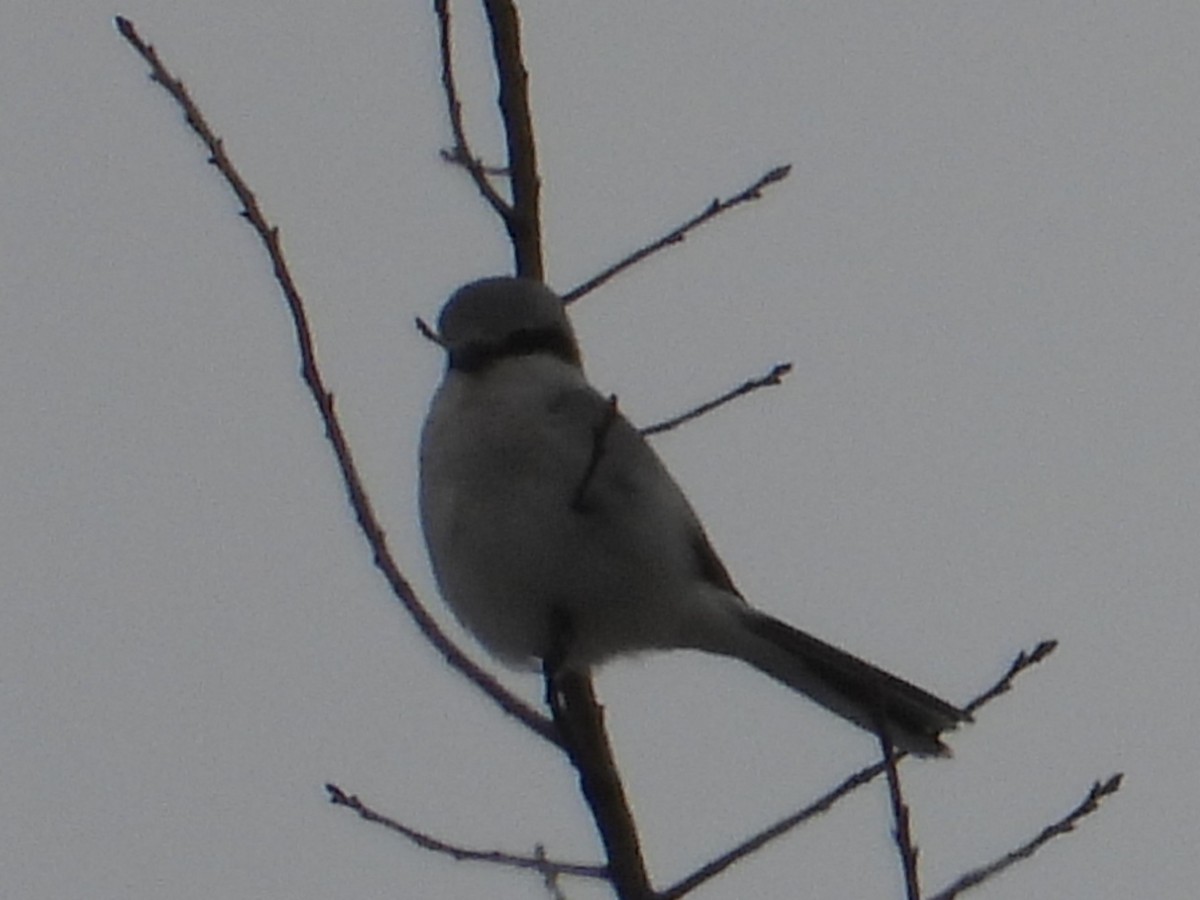 オオモズ - ML646509556