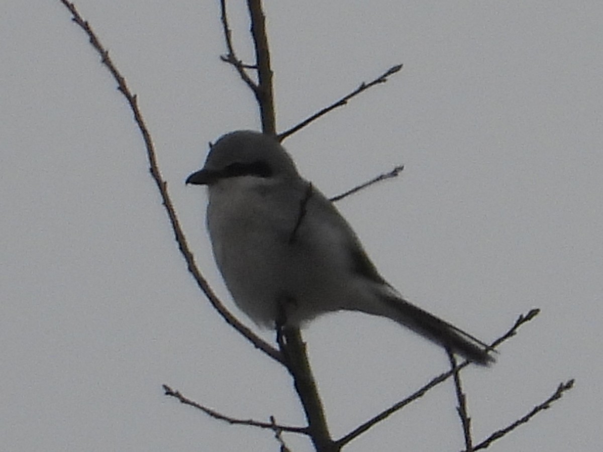 オオモズ - ML646509557