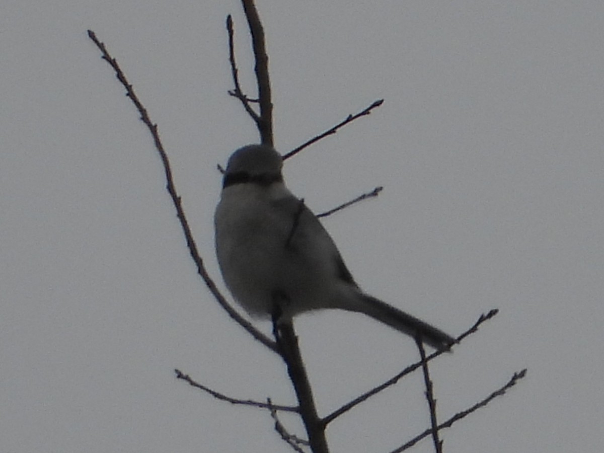 オオモズ - ML646509558