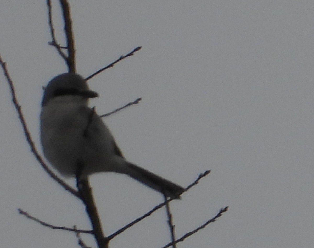 オオモズ - ML646509559