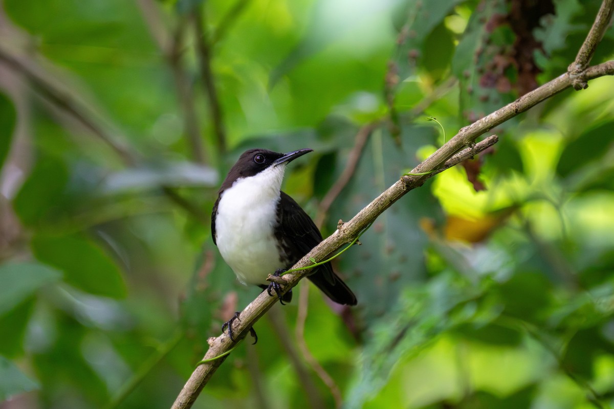 ウロコツグミモドキ - ML646509560