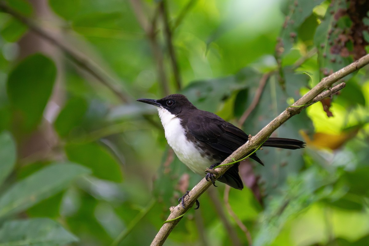 ウロコツグミモドキ - ML646509561