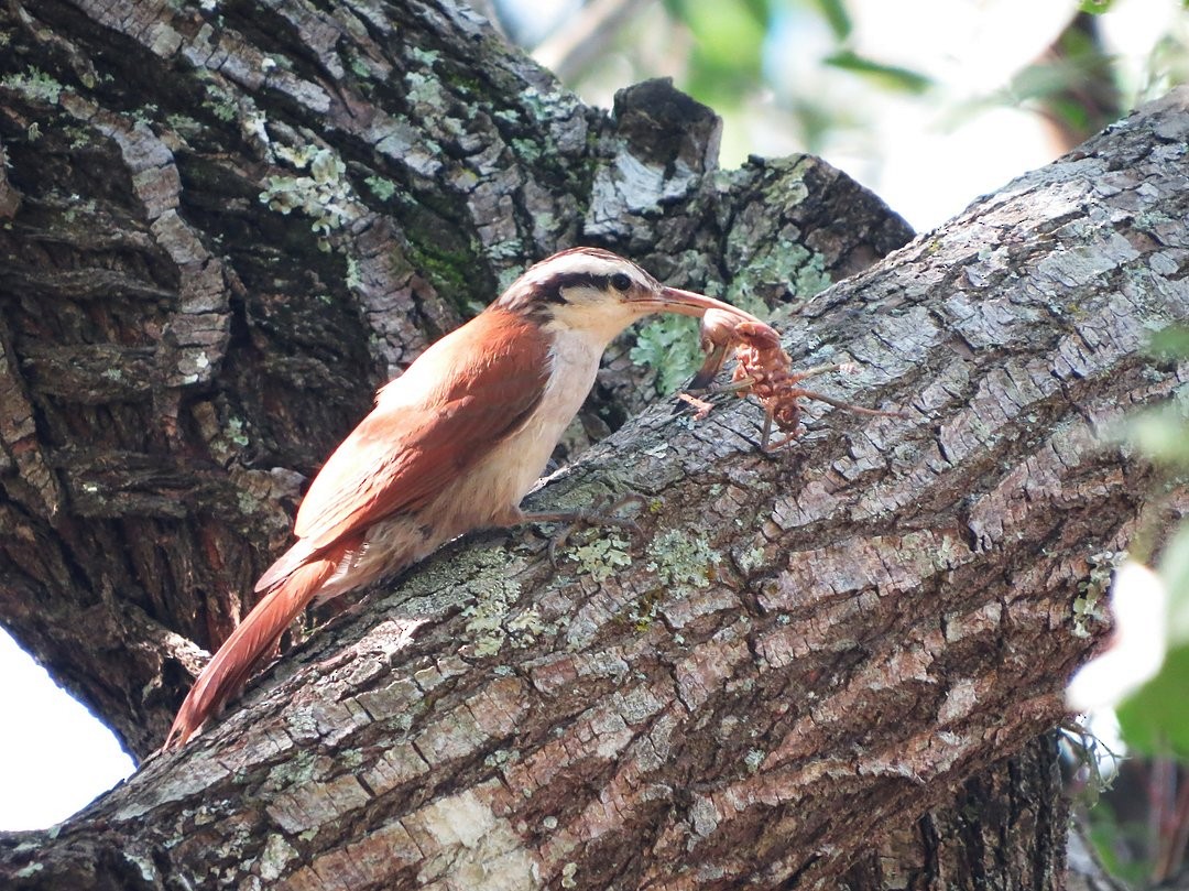 Narrow-billed Woodcreeper - ML646509562