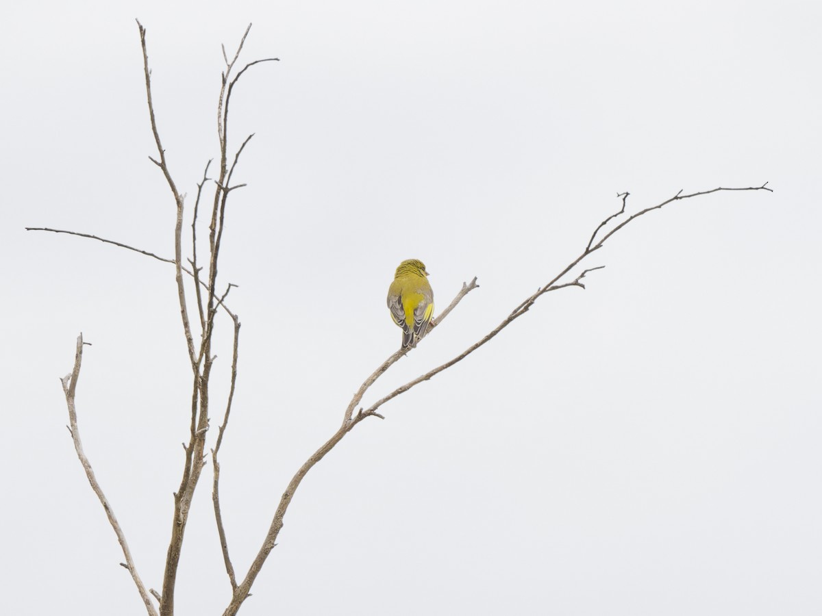 Обыкновенная зеленушка - ML646509563