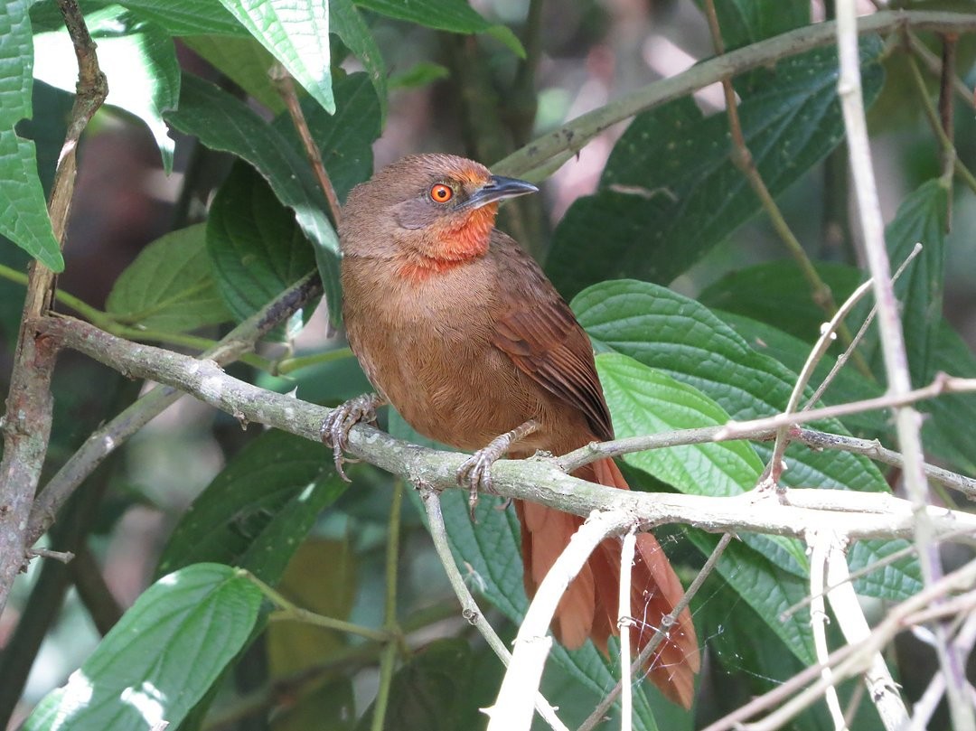 Orange-eyed Thornbird - ML646509566