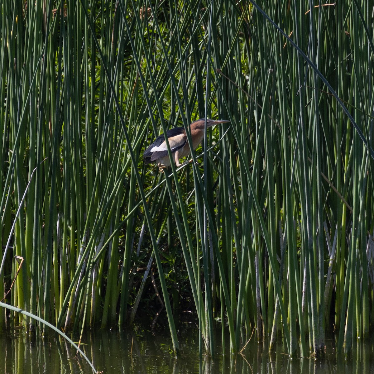 bukáček malý (ssp. payesii) - ML646509568