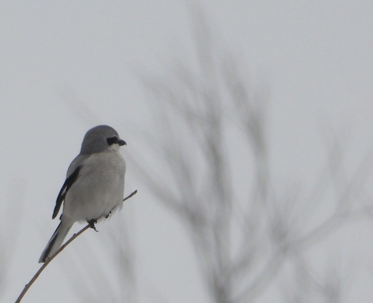 オオモズ - ML646509569