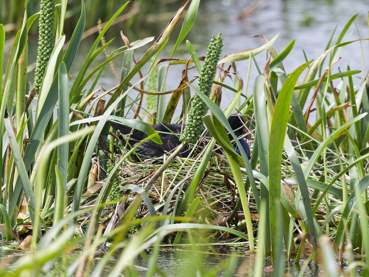 Австралийская султанка - ML646509570