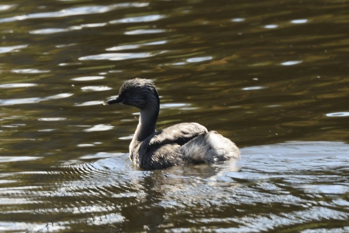 Zampullín Canoso - ML646509574