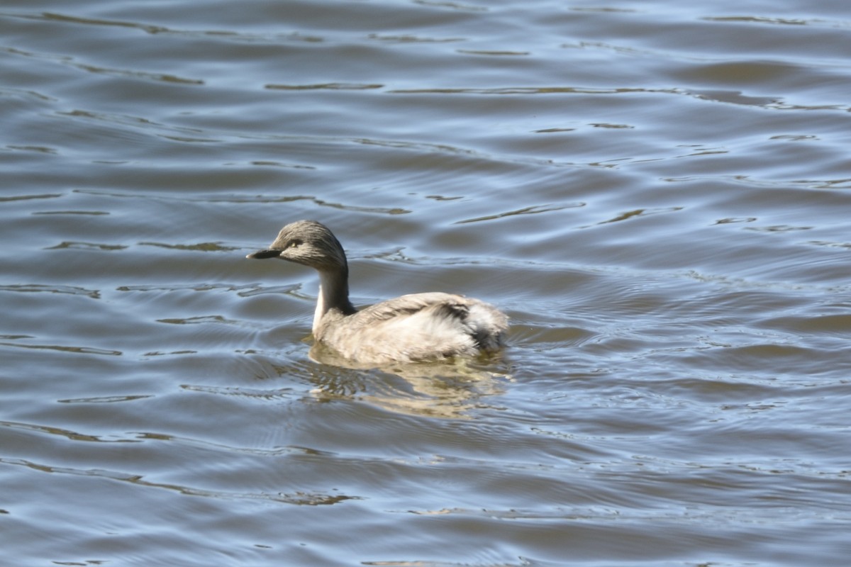 Zampullín Canoso - ML646509575