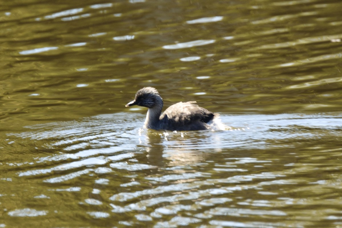 Zampullín Canoso - ML646509576