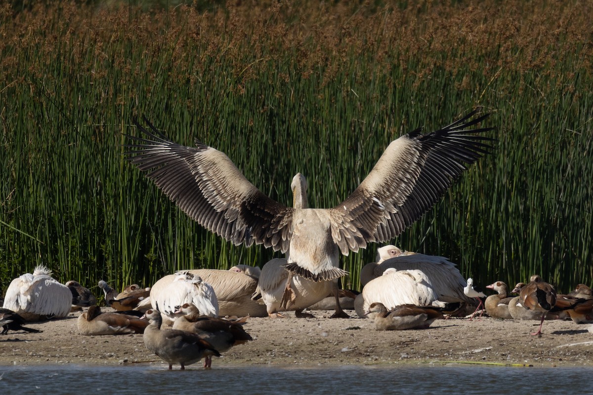 pelikán bílý - ML646509578