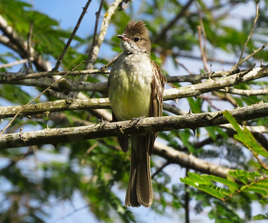 Large Elaenia - ML646509579