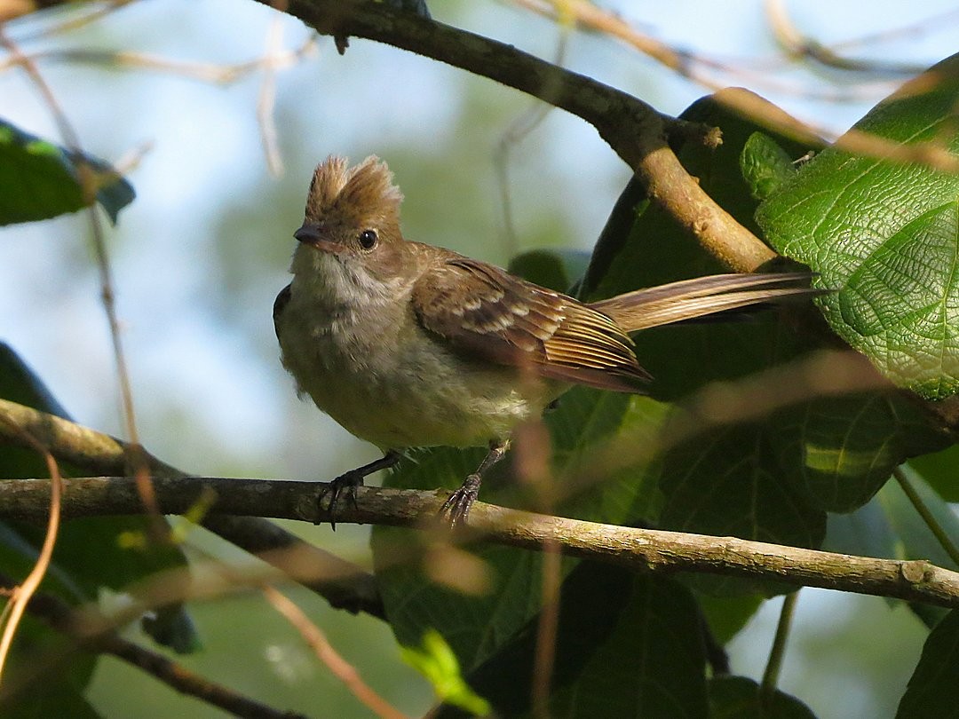 Large Elaenia - ML646509580