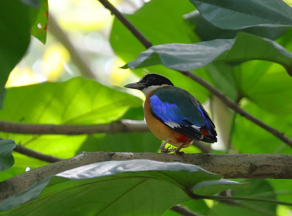 Blue-winged Pitta - ML646509581