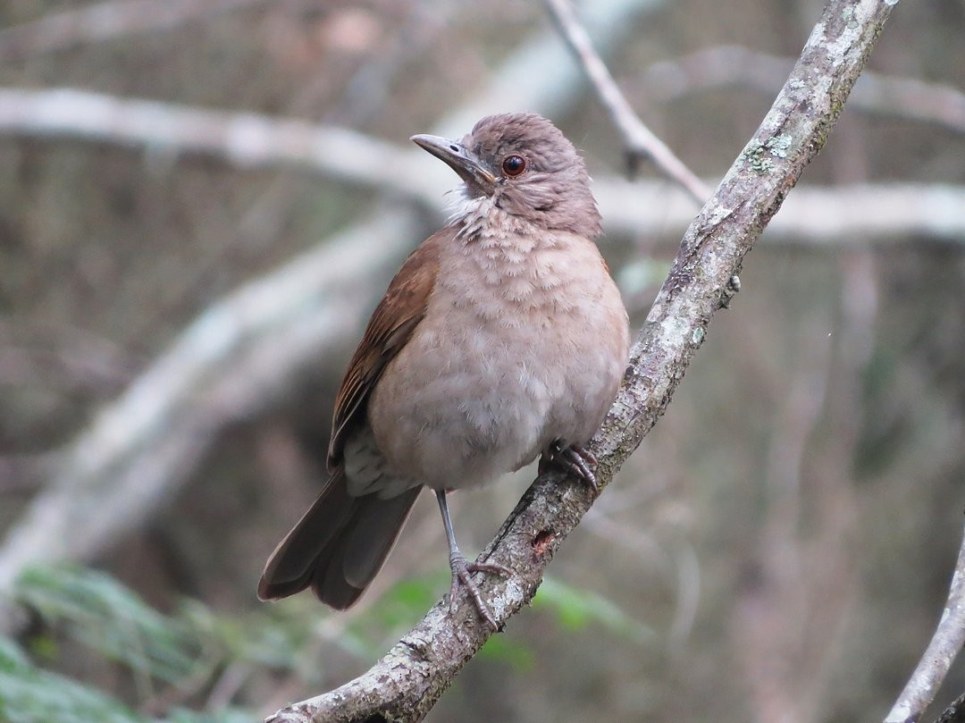 Pale-breasted Thrush - ML646509585