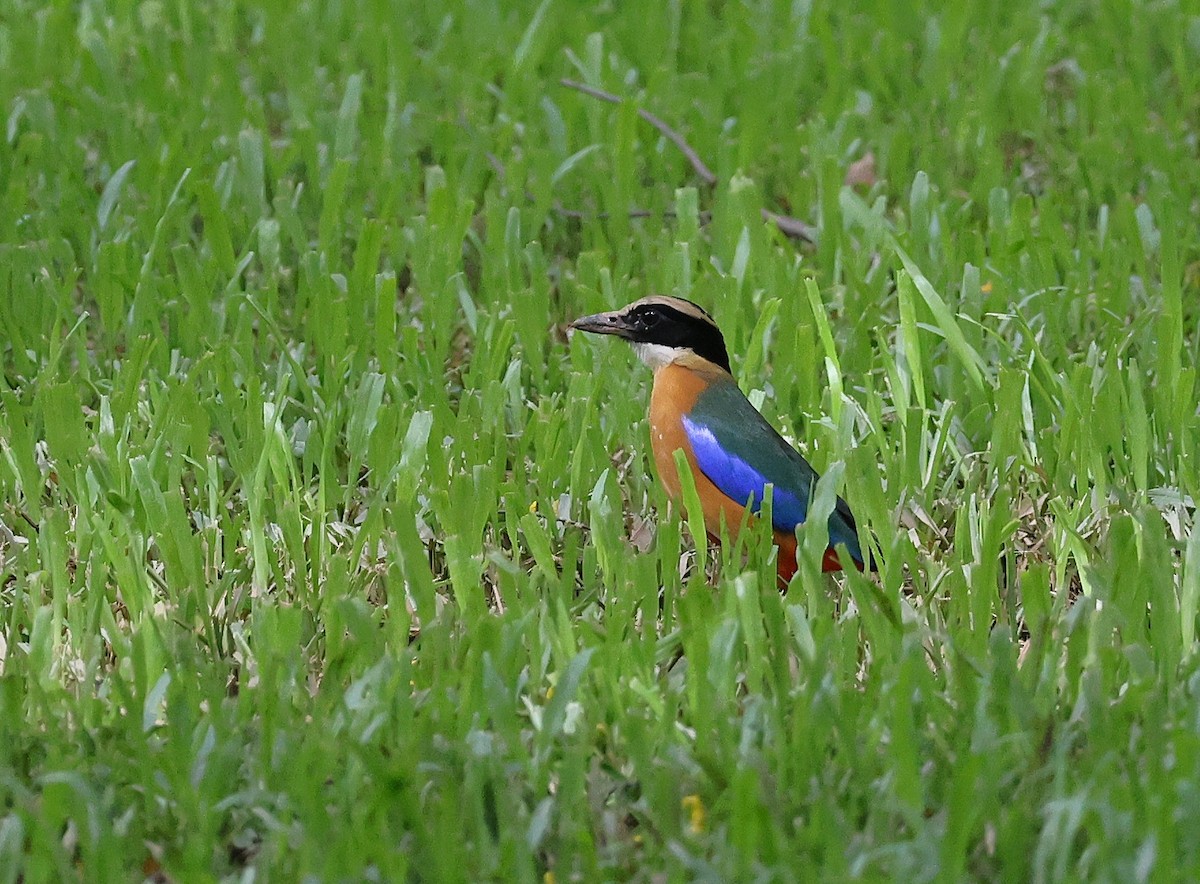 Blue-winged Pitta - ML646509586