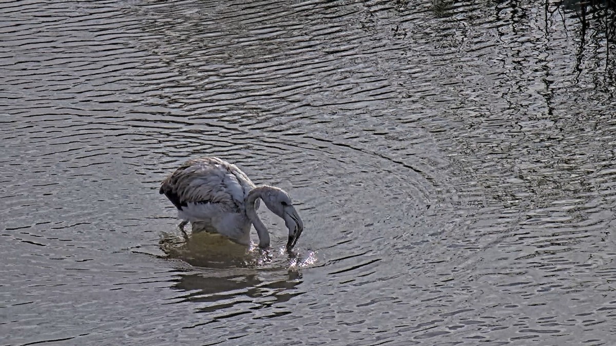 Ягаан нал - ML646509587