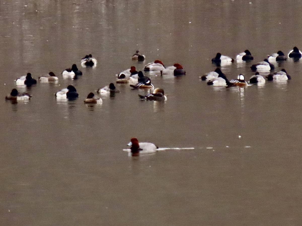 Lesser Scaup - ML646509591