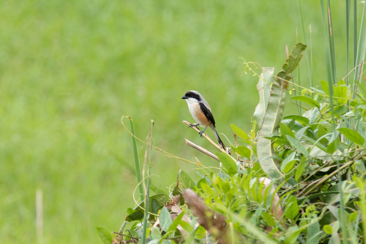 חנקן חלוד-גב - ML646509592