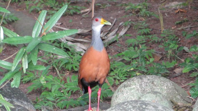 Gri Boyunlu Orman Kılavuzu - ML646509596