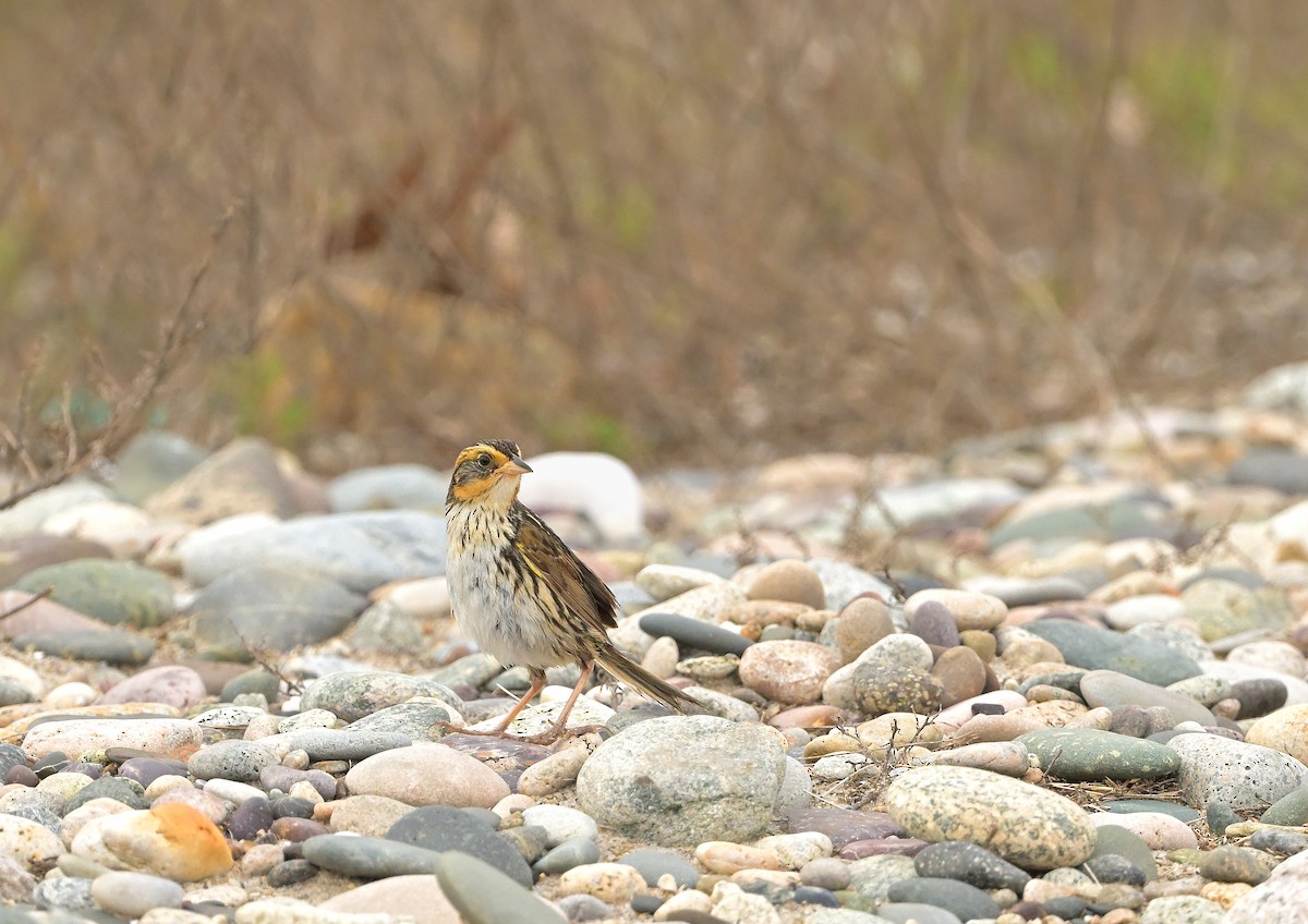 Saltmarsh Sparrow - ML646509597