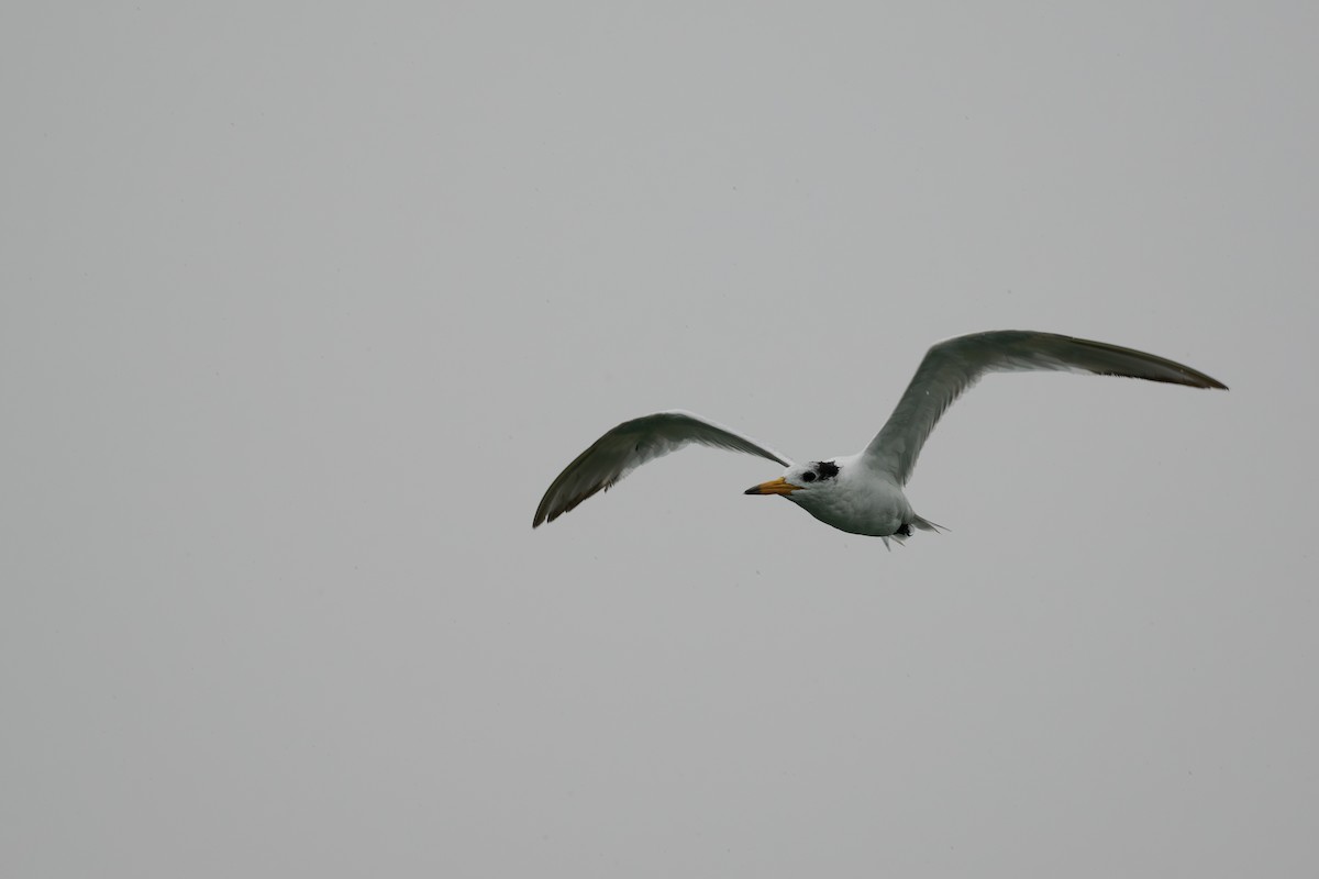 שחפית סינית - ML646509599