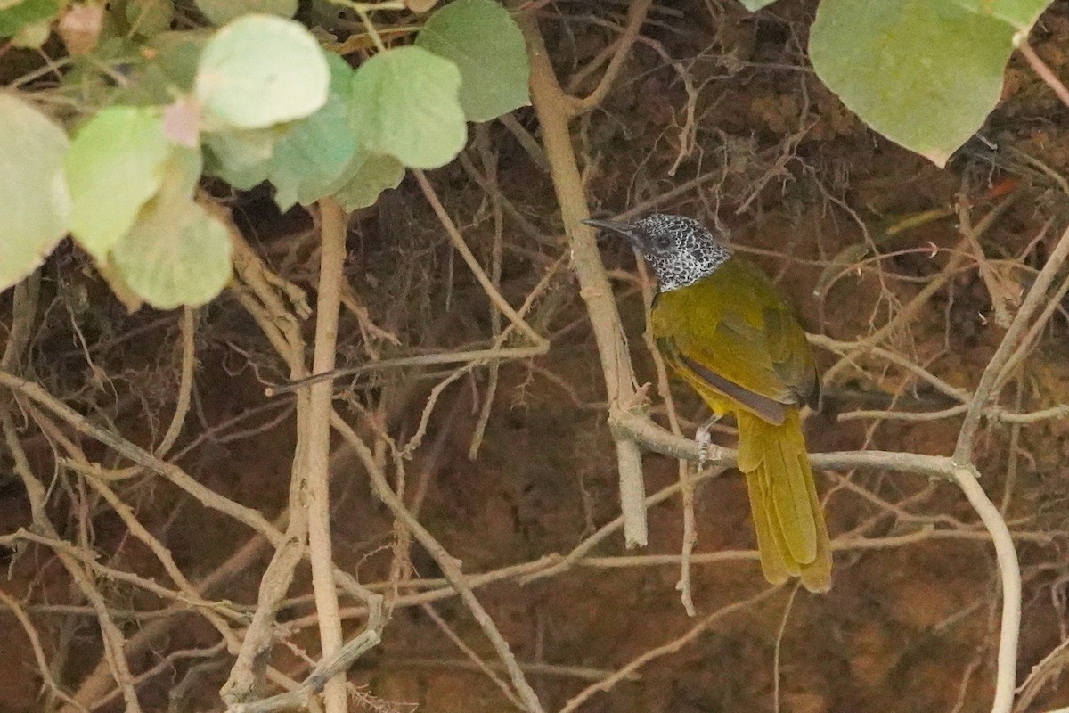Oriole Warbler - ML646509603