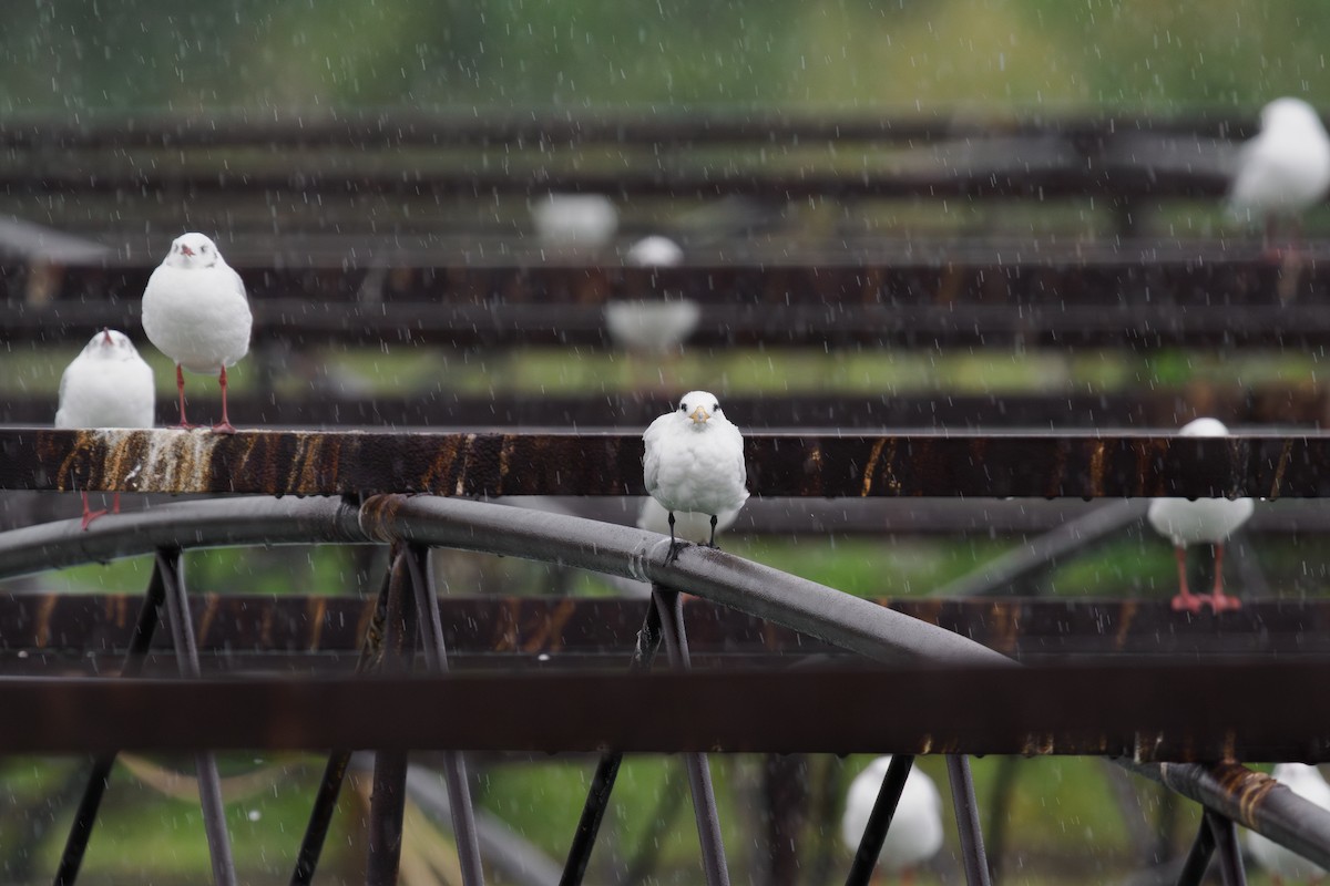 שחפית סינית - ML646509606