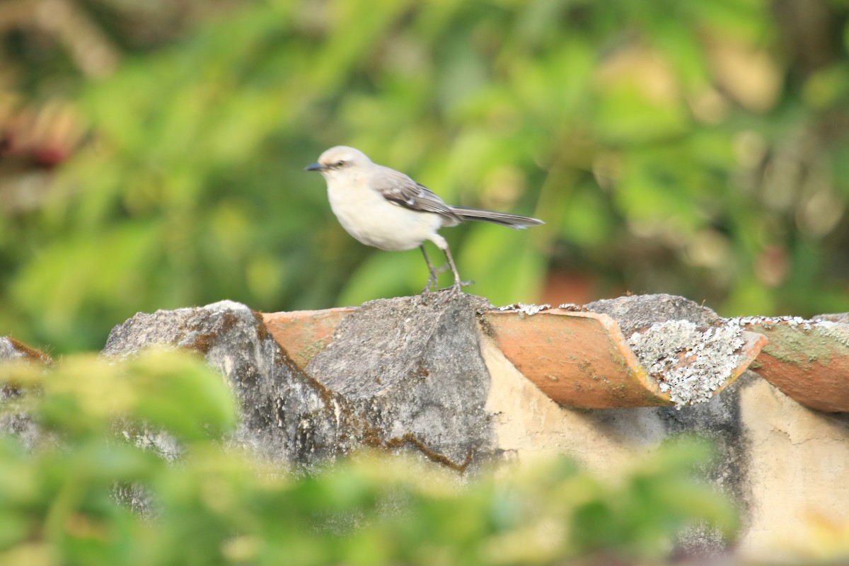 Sinsonte Tropical - ML646509607