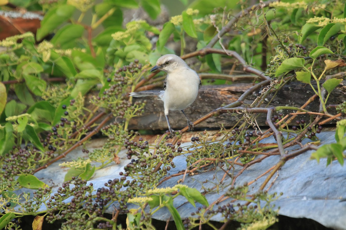 Sinsonte Tropical - ML646509608