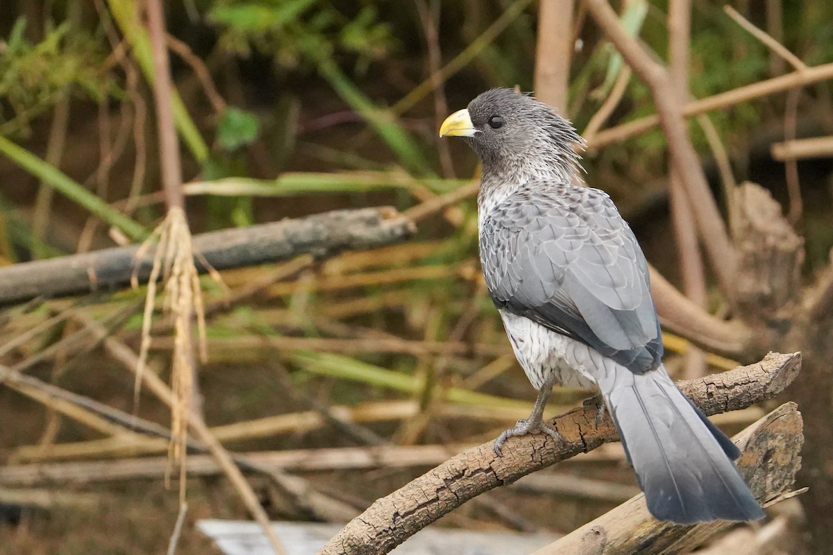 Western Plantain-eater - ML646509610