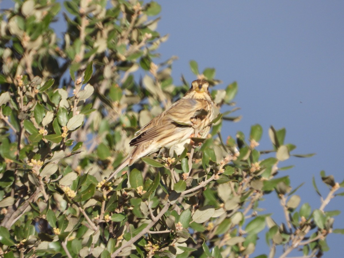 Просянка - ML646509613