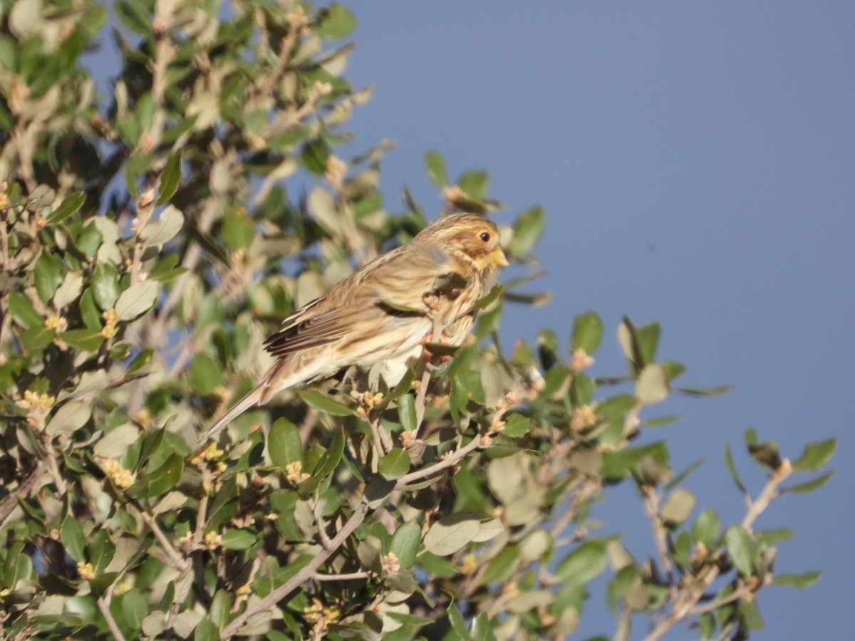 Просянка - ML646509614